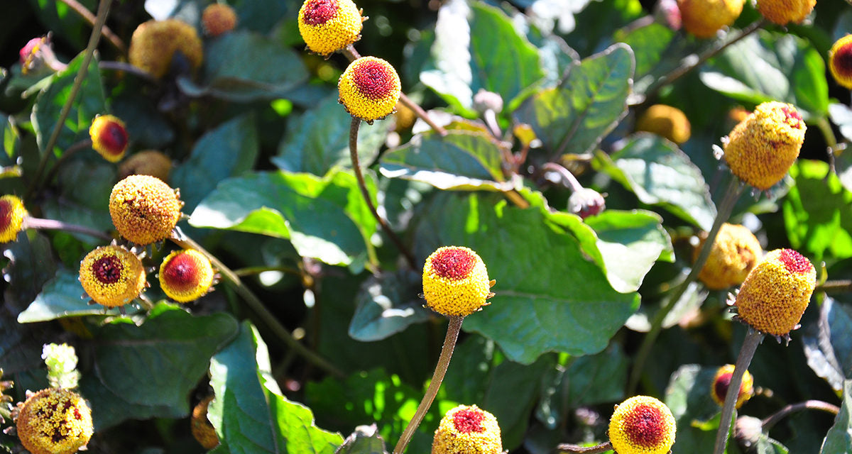 Spilanthes