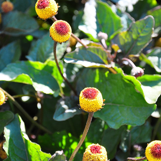 Spilanthes