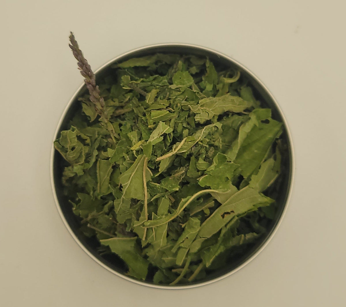 Blue Vervain