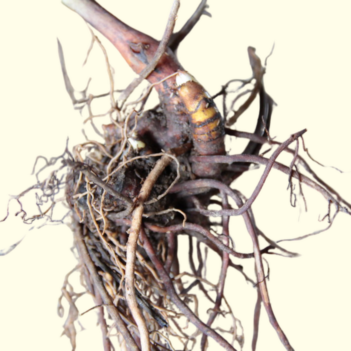 Black Cohosh Root OG - Live Root (for planting)
