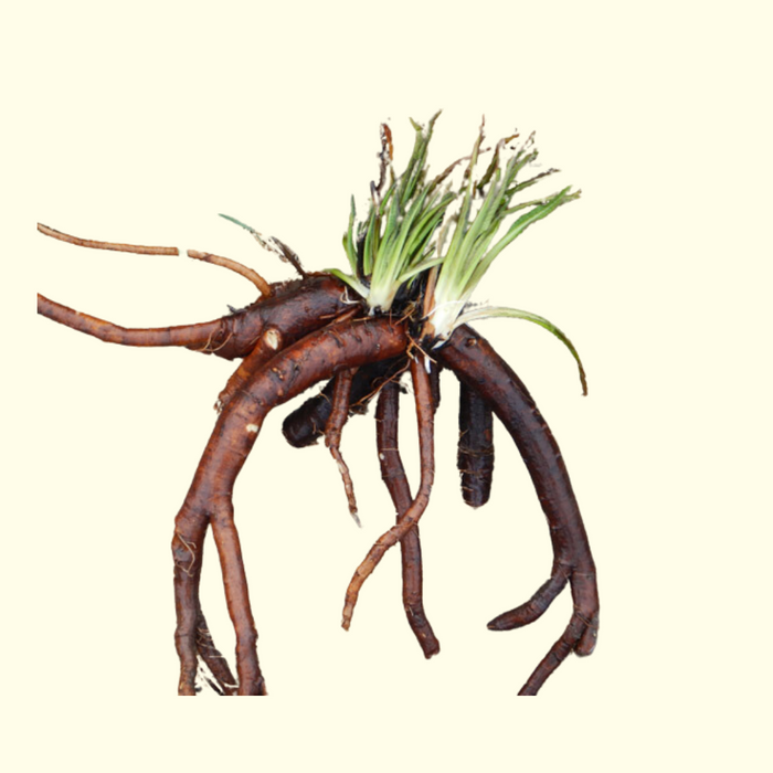 Comfrey Root OG - Live Root (for planting)