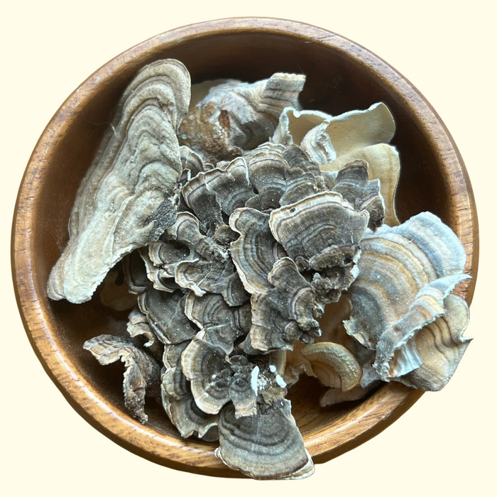 Turkey Tail Mushroom - Grown Organically