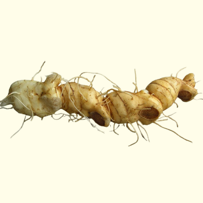 Solomon's Seal Root OG - Live Root (for planting)