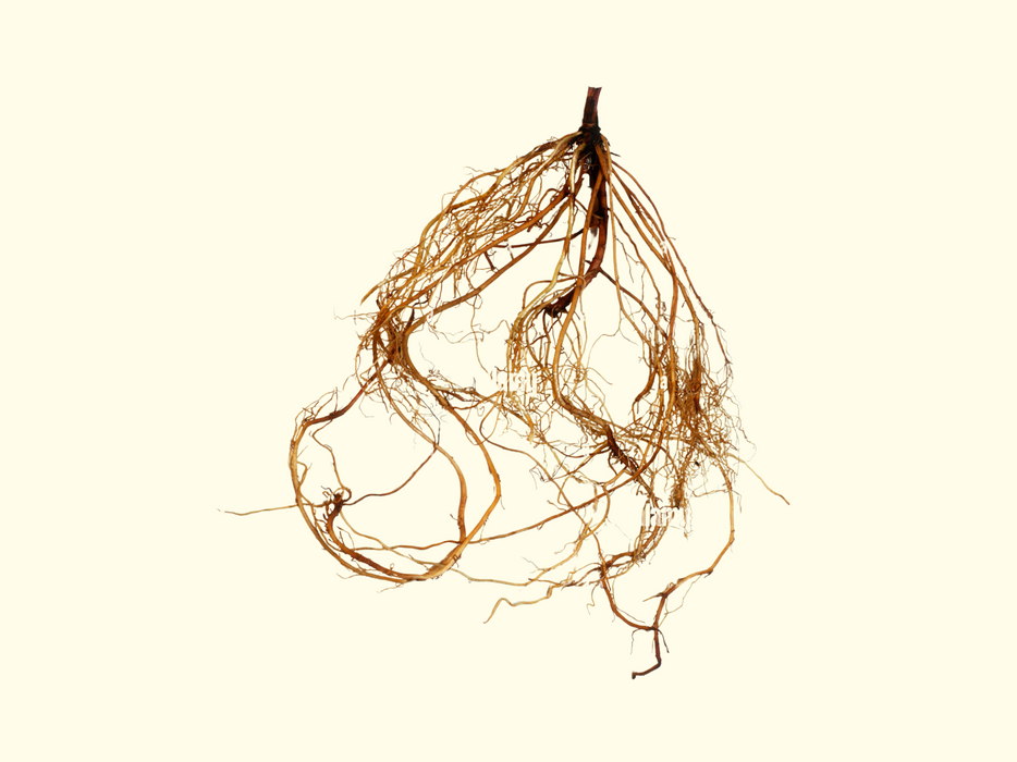 Arnica Root OG - Live Root (for planting)