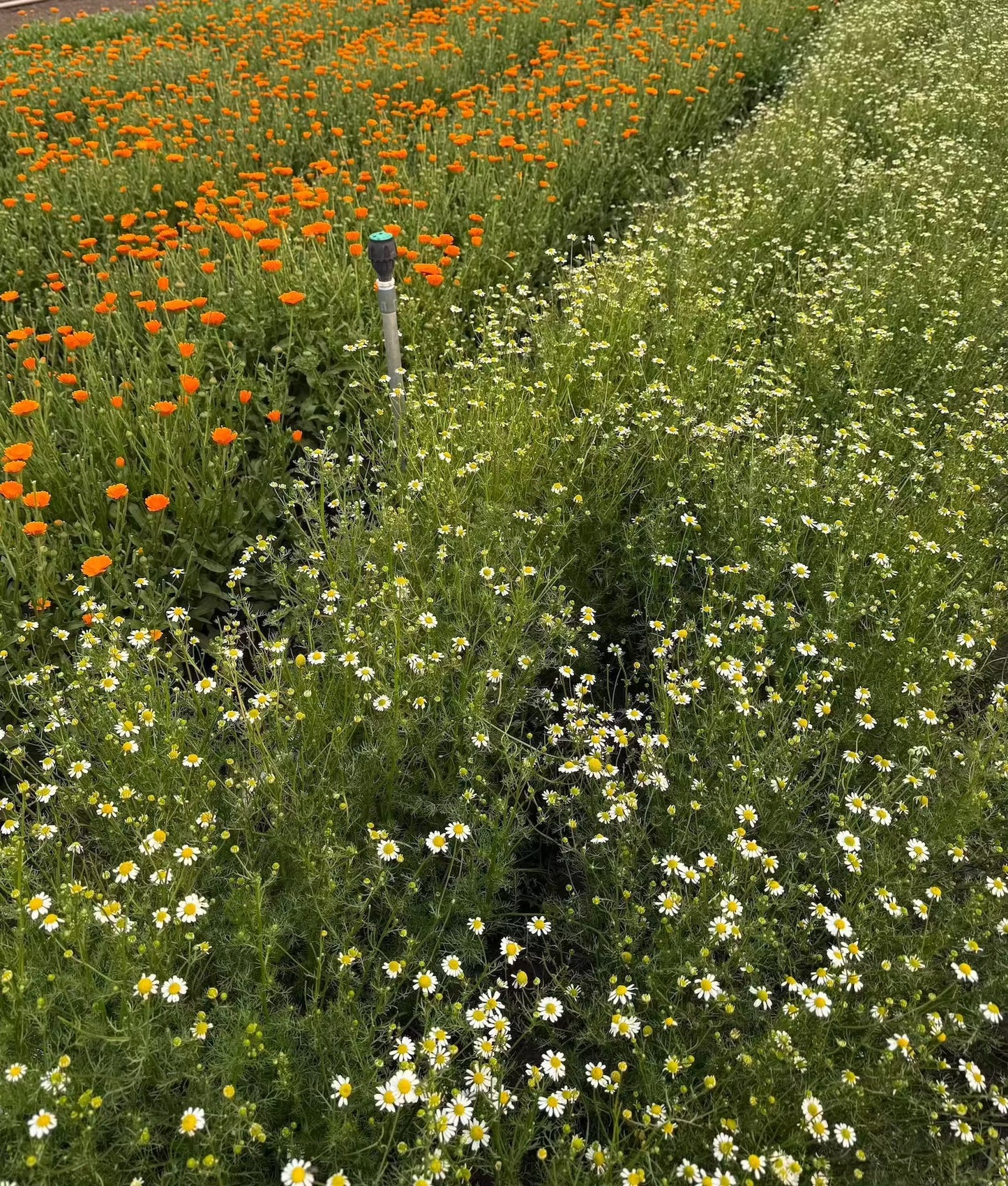 Chamomile (German)