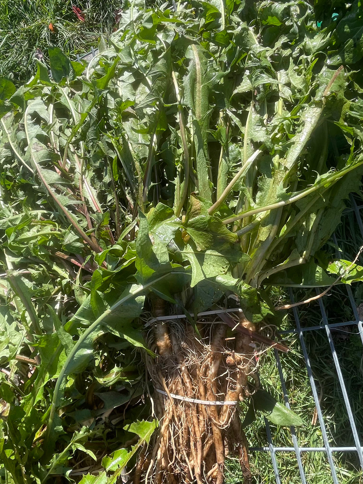 Dandelion Root, Certified OG