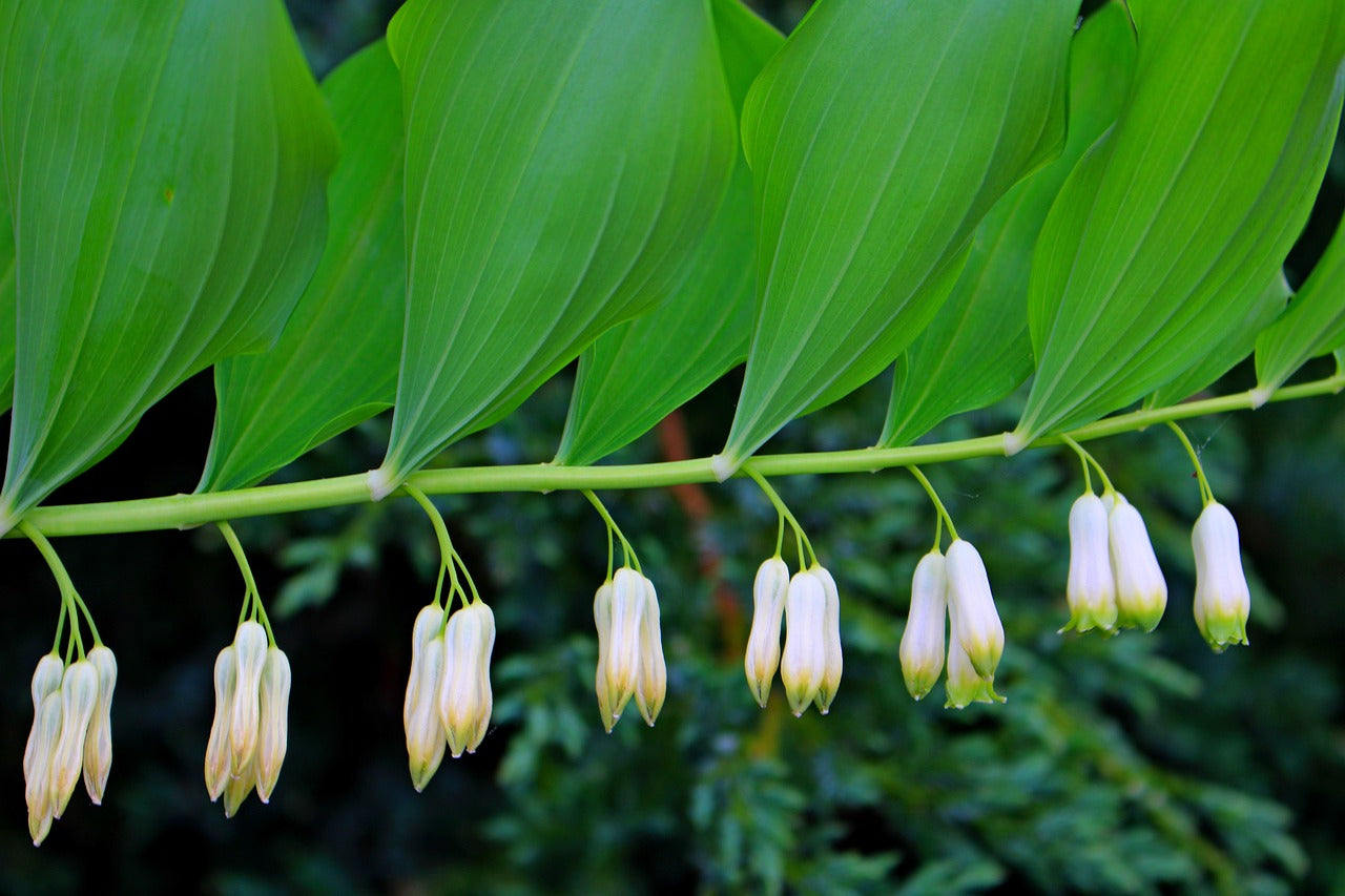Solomon's Seal Root Wisdom Virtual Plant Immersion Course