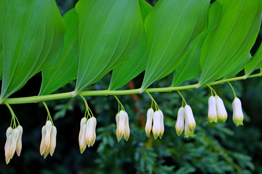Solomon's Seal Root Wisdom Virtual Plant Immersion Course