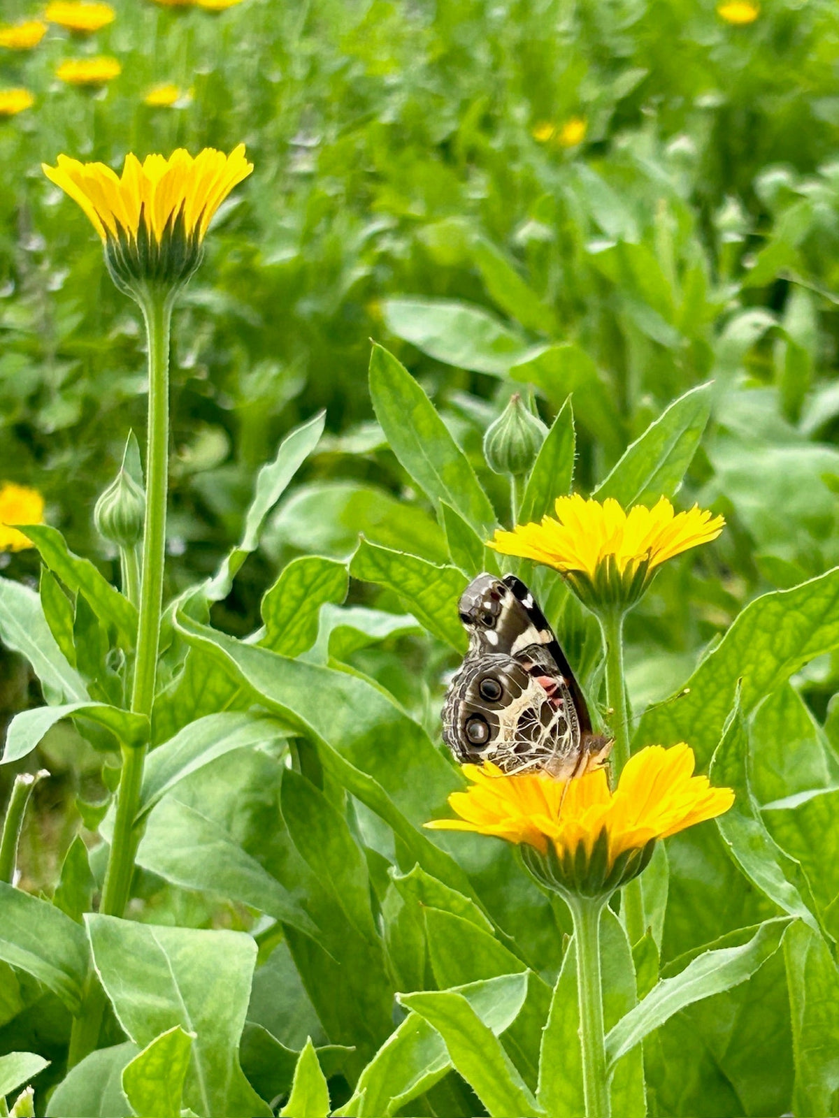 Calendula - Certified OG