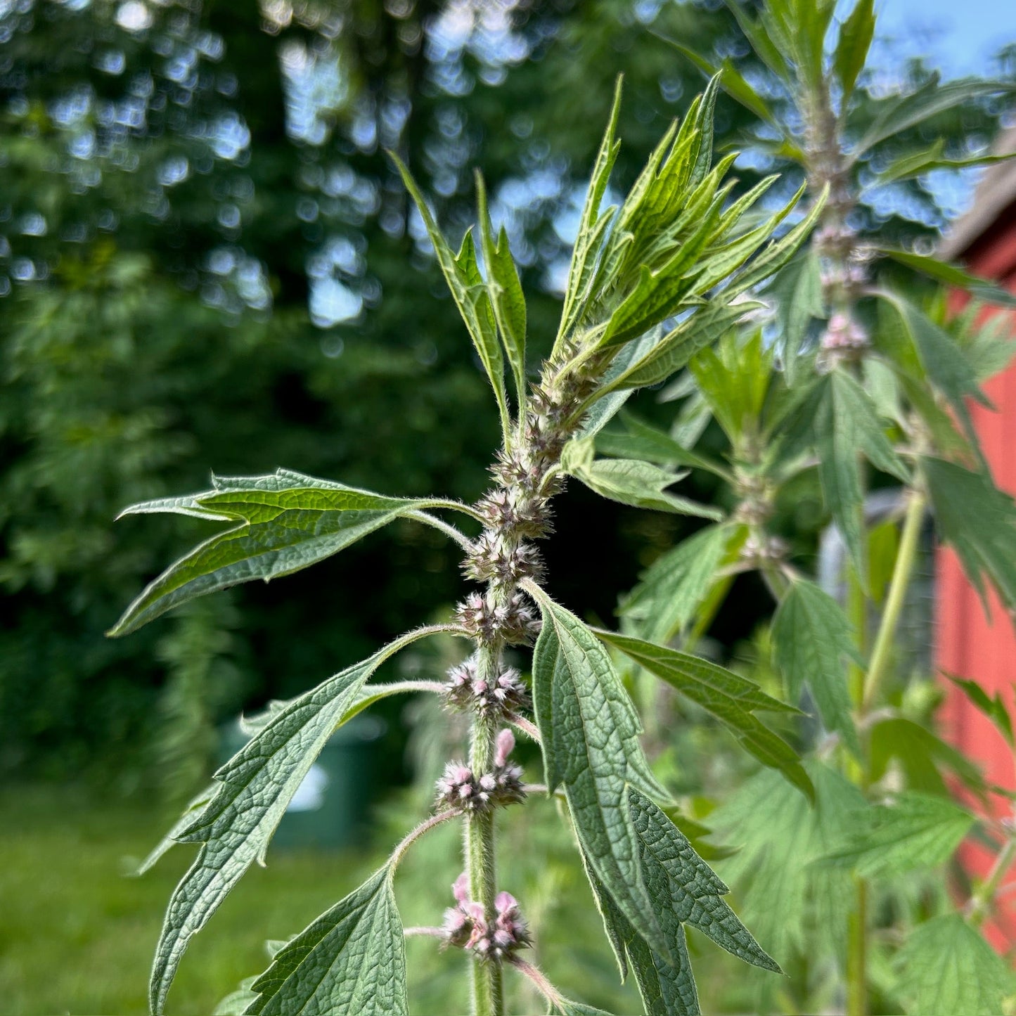 Motherwort - Certified OG