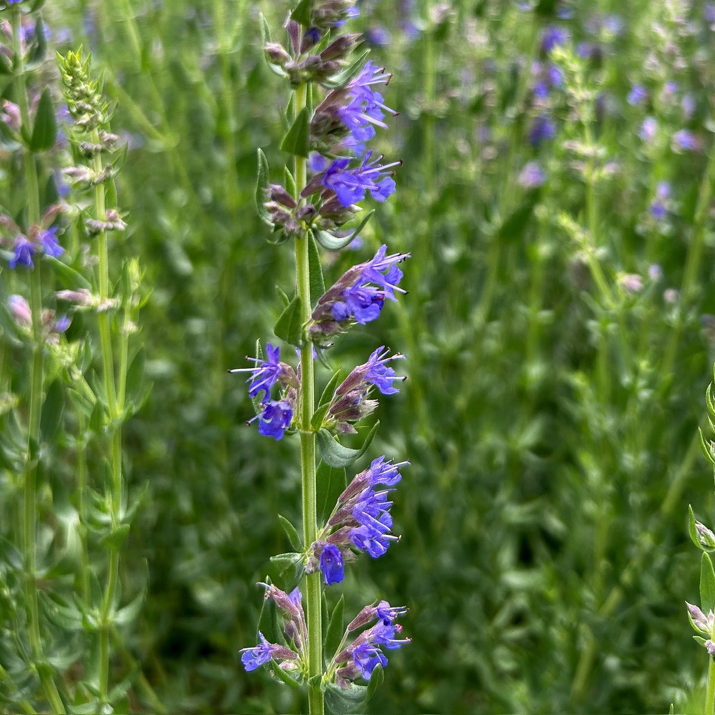 Hyssop - Certified OG