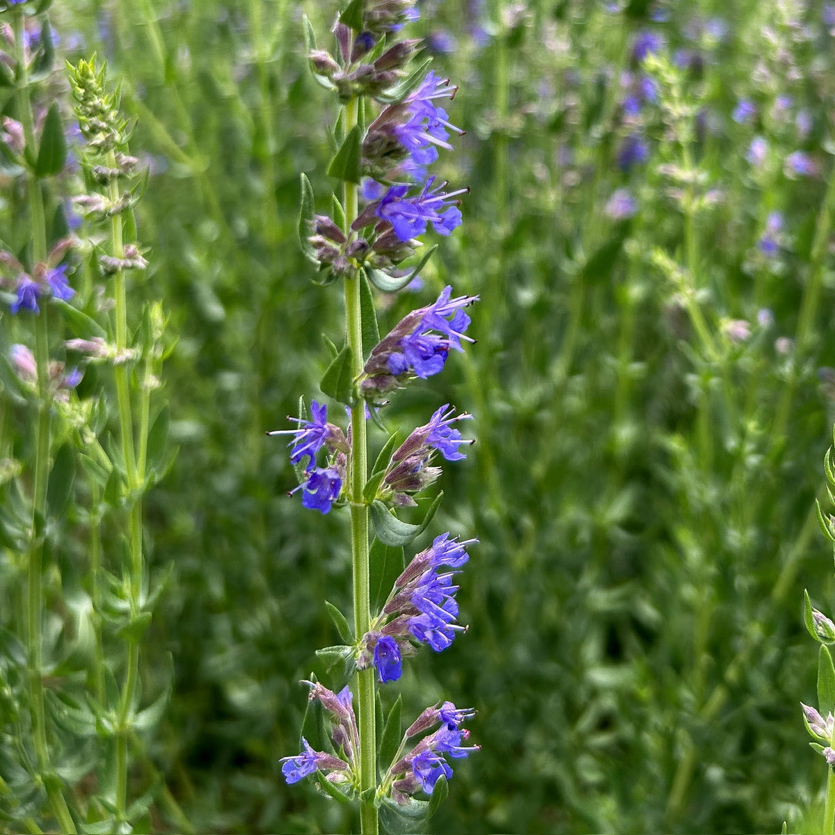Hyssop - Certified OG