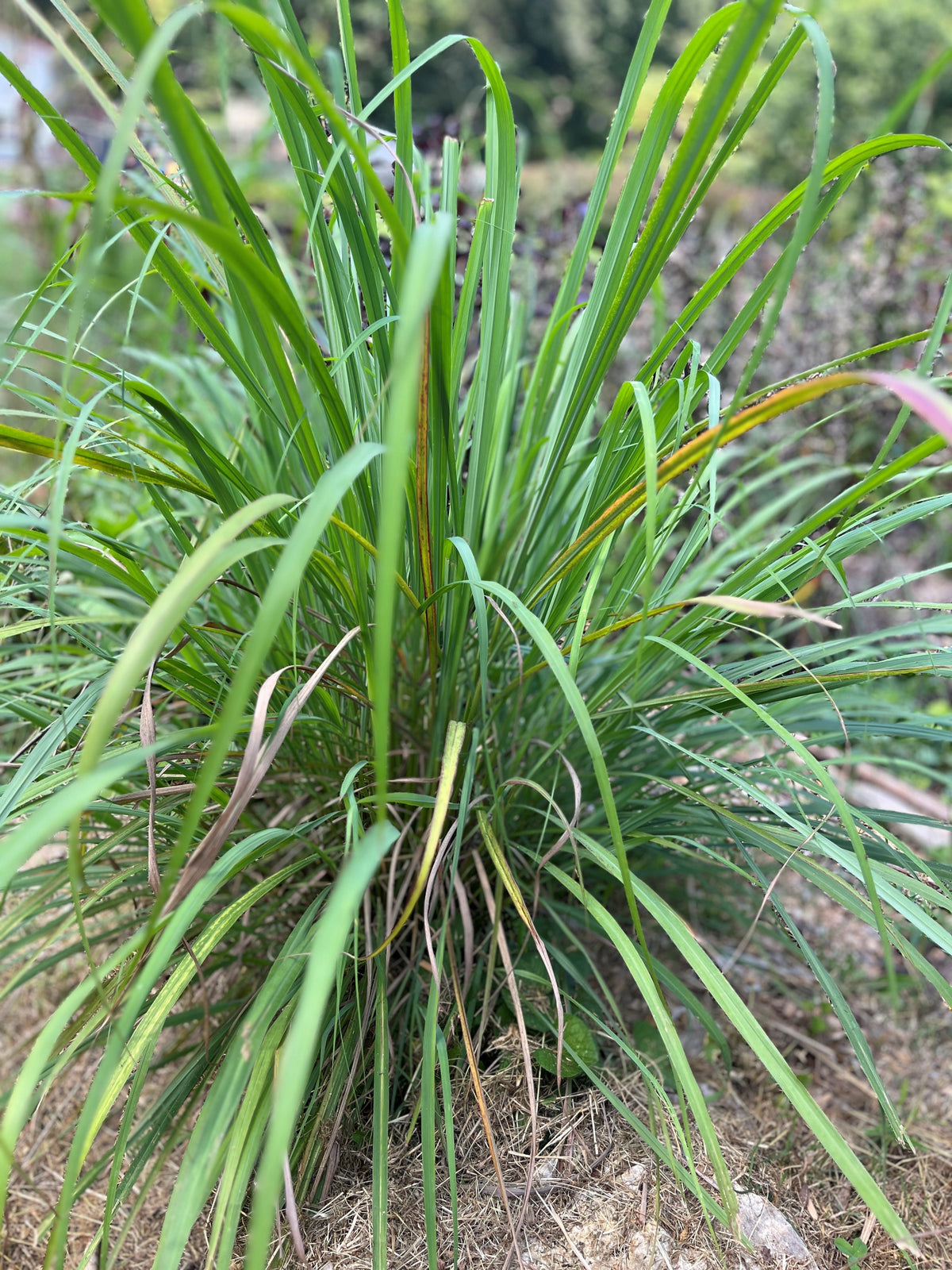 Lemongrass