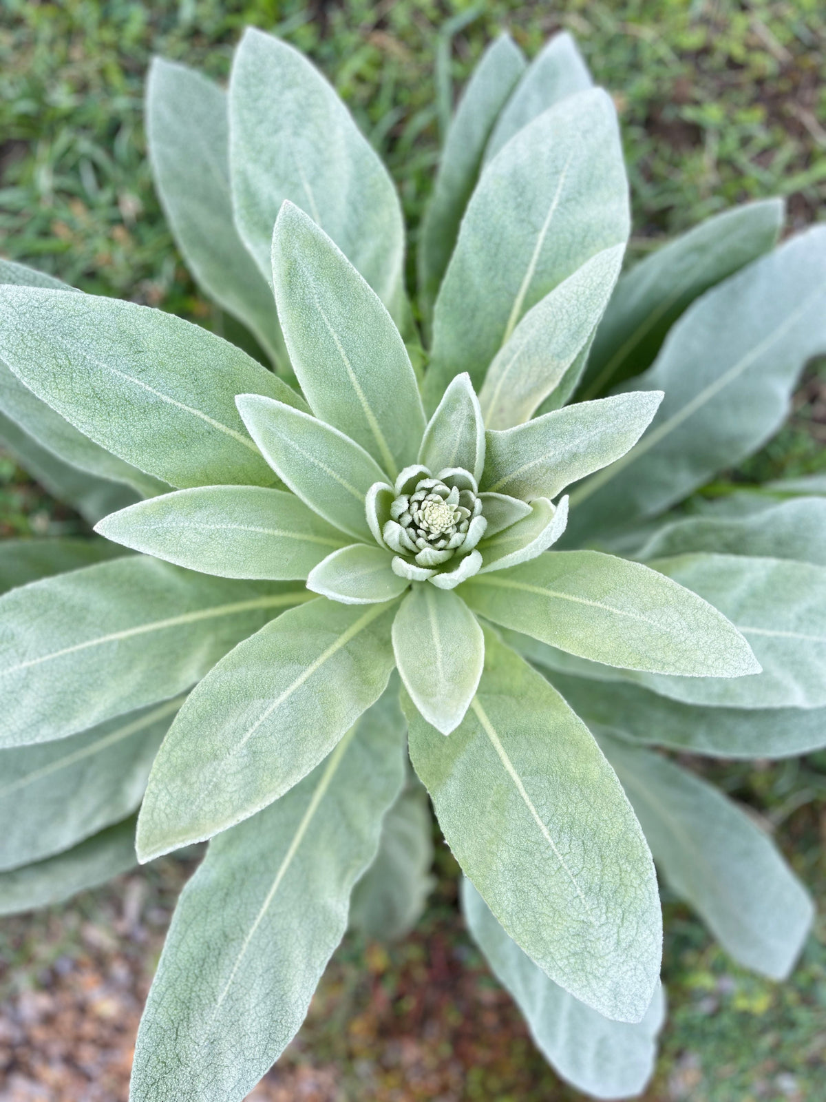 Mullein