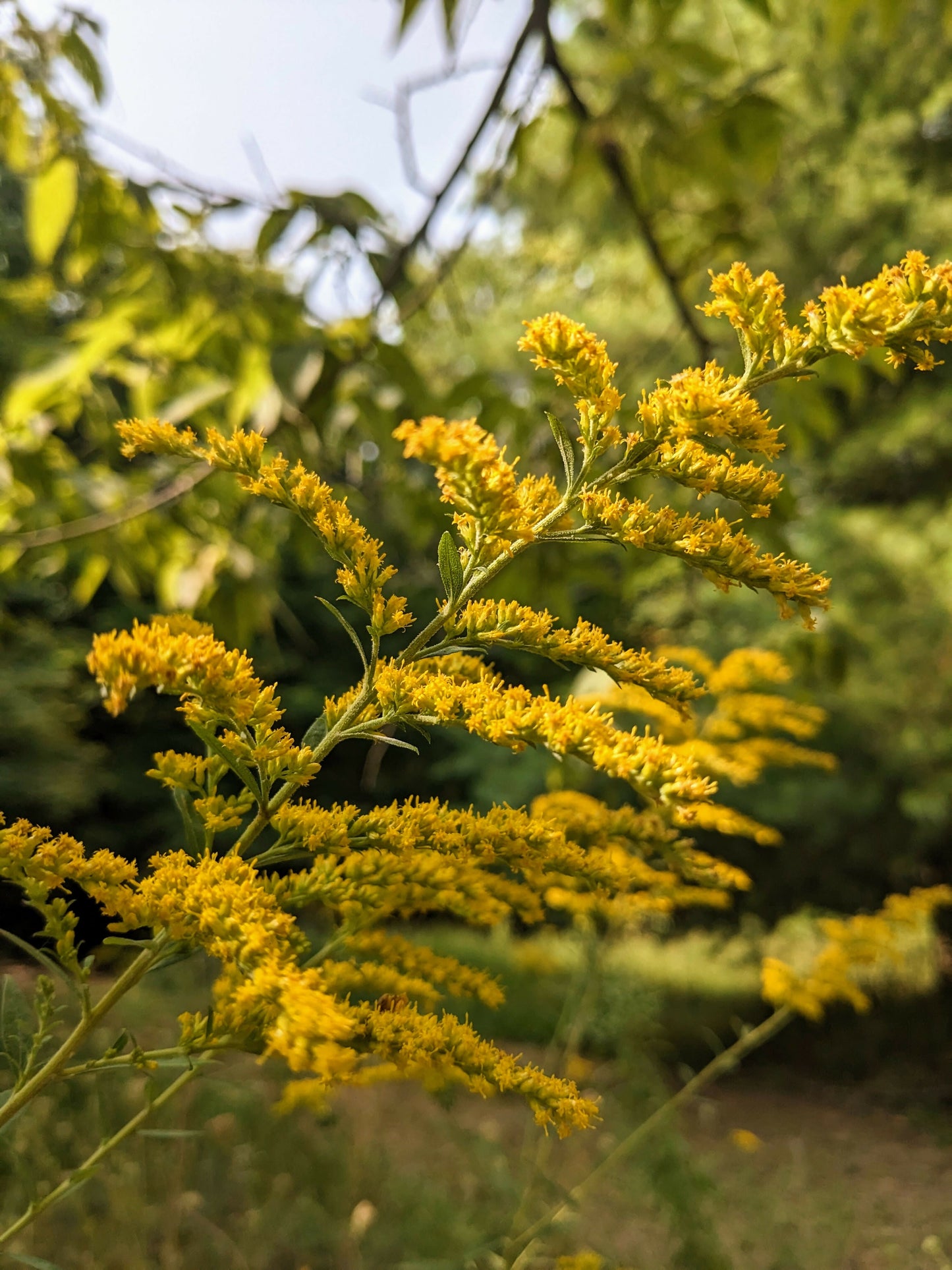 Goldenrod - Certified Naturally Grown