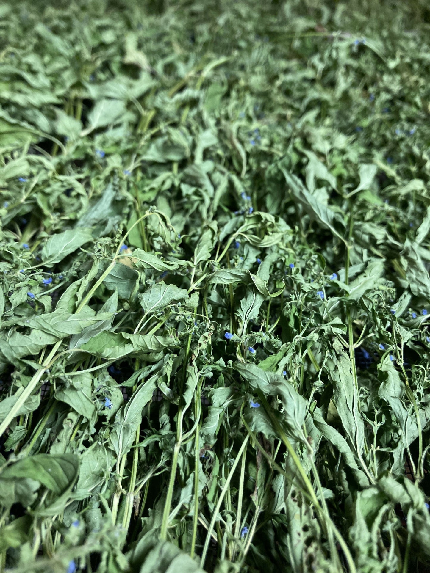 Skullcap Certified OG
