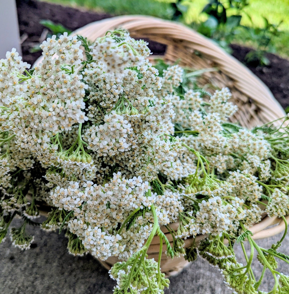 Yarrow