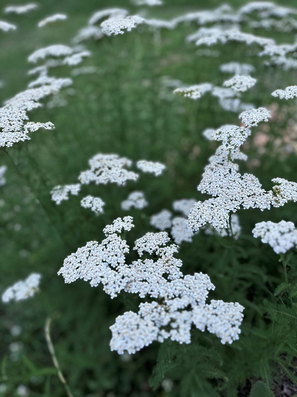 Yarrow