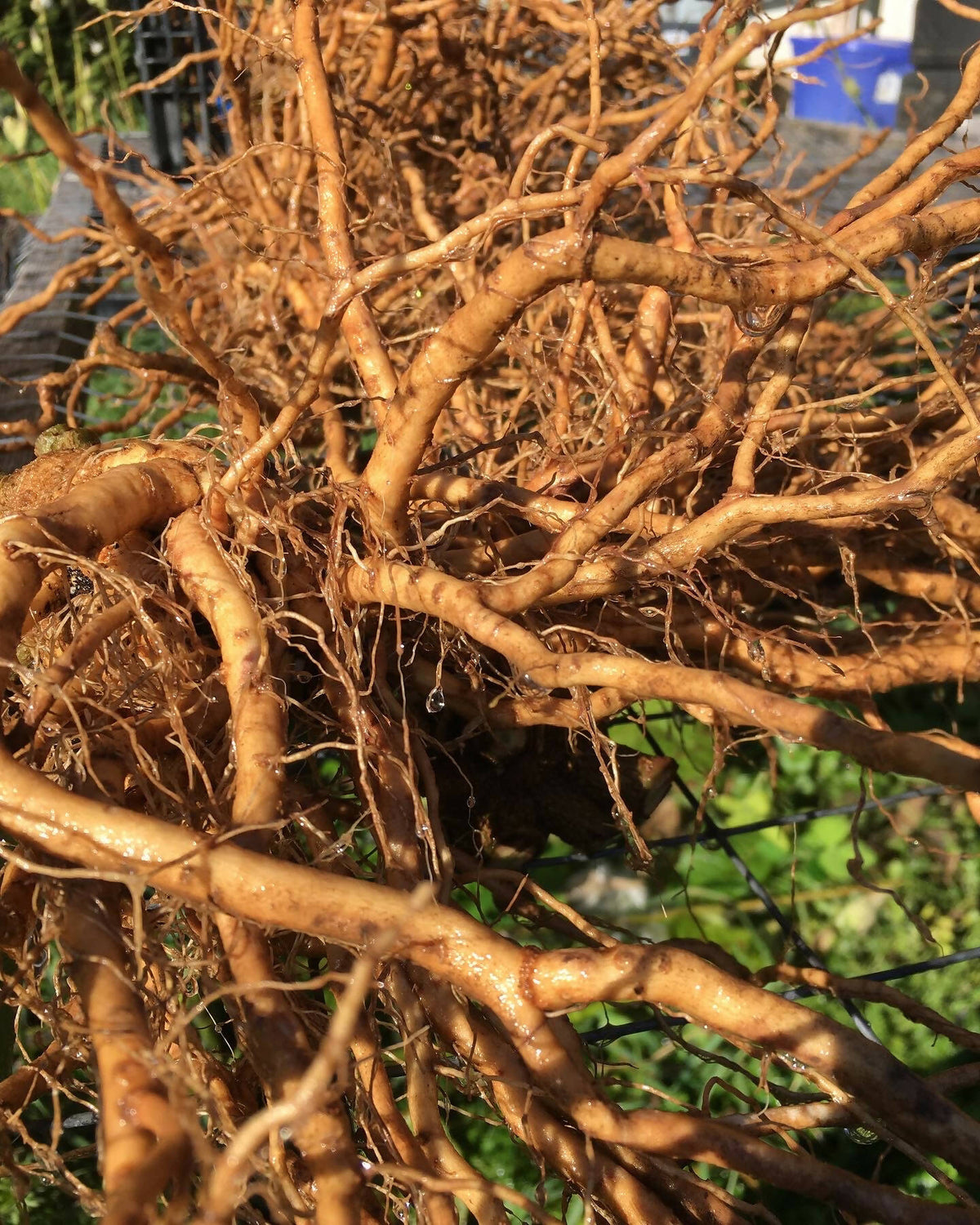 Ashwagandha Root Certified OG