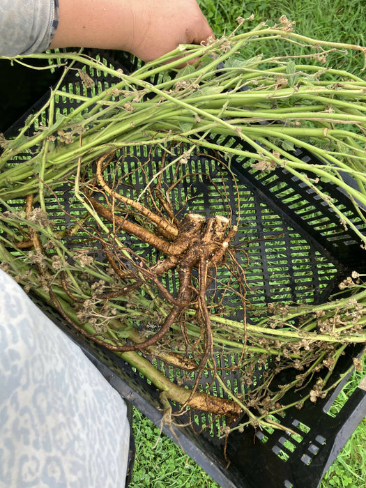 Marshmallow Root, Fresh, Certified OG