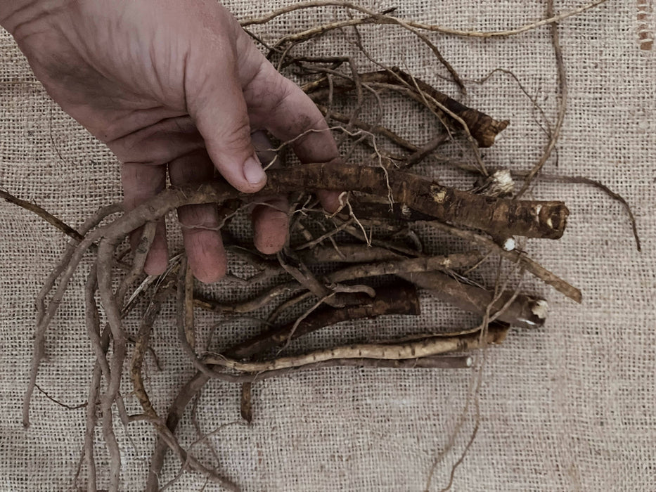 Marshmallow Root, Fresh, Certified OG