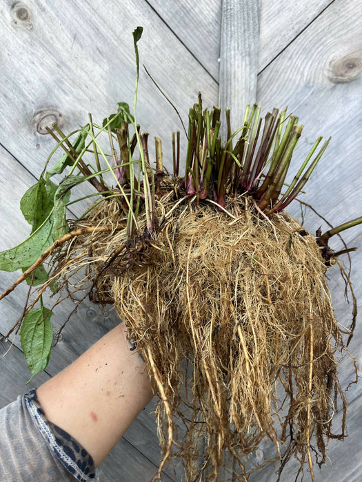 Echinacea Root, Fresh, Certified OG