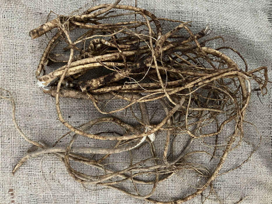Astragalus Root, Fresh, Certified OG