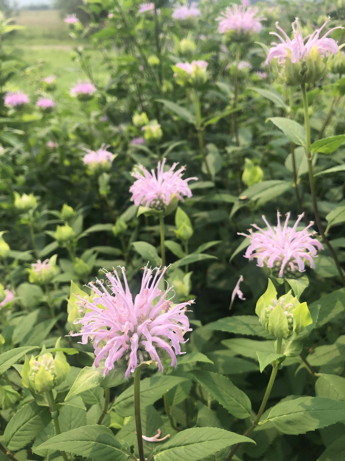 Purple Bee Balm Certified OG