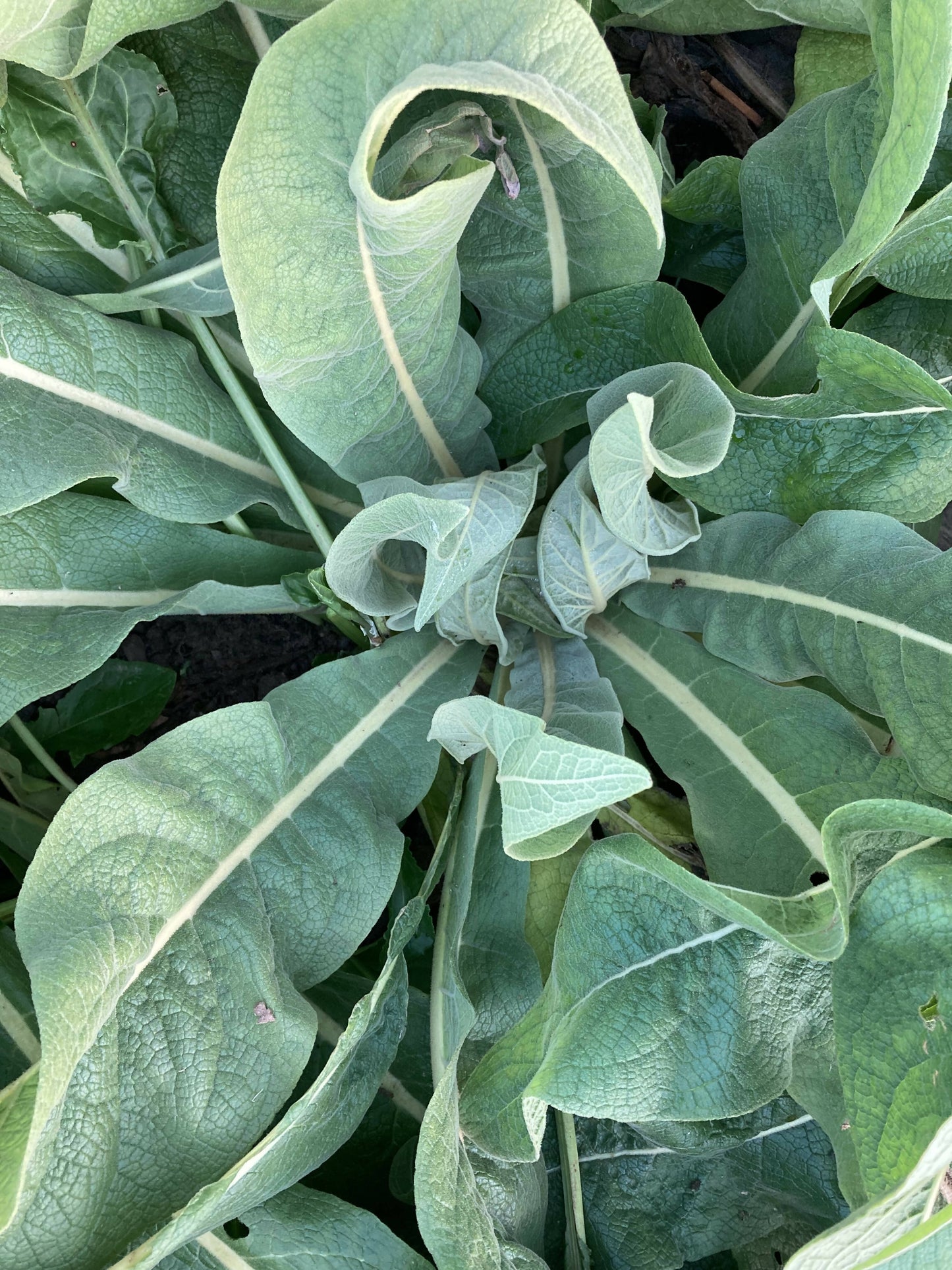 Greek Mullein Certified OG