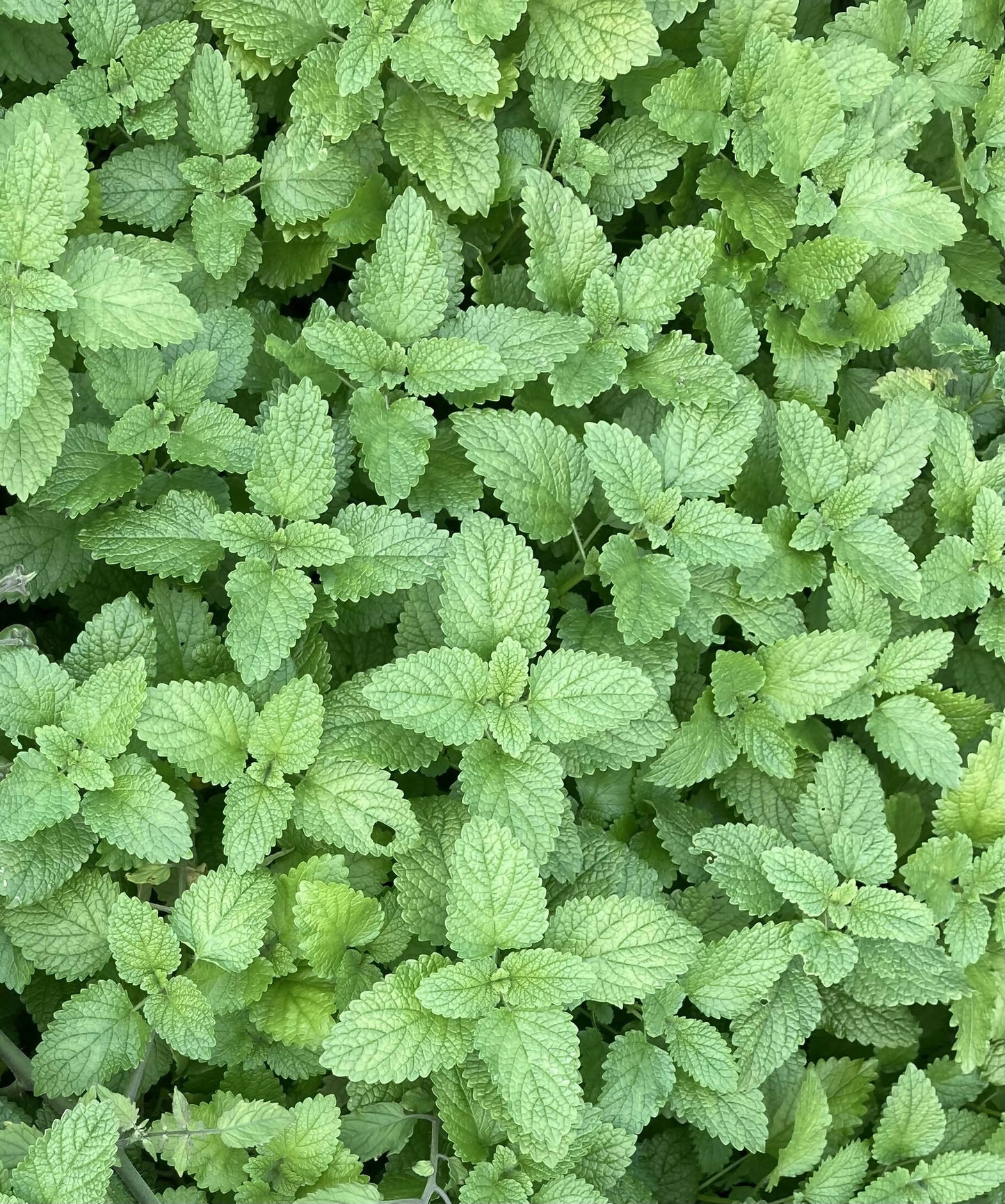 Lemon Balm Certified OG