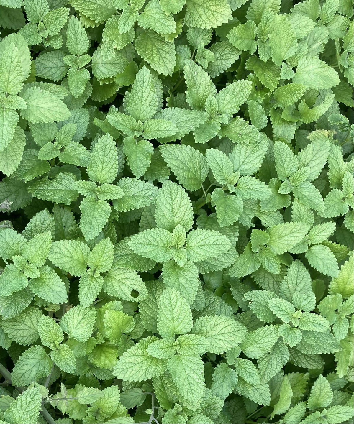 Lemon Balm Certified OG