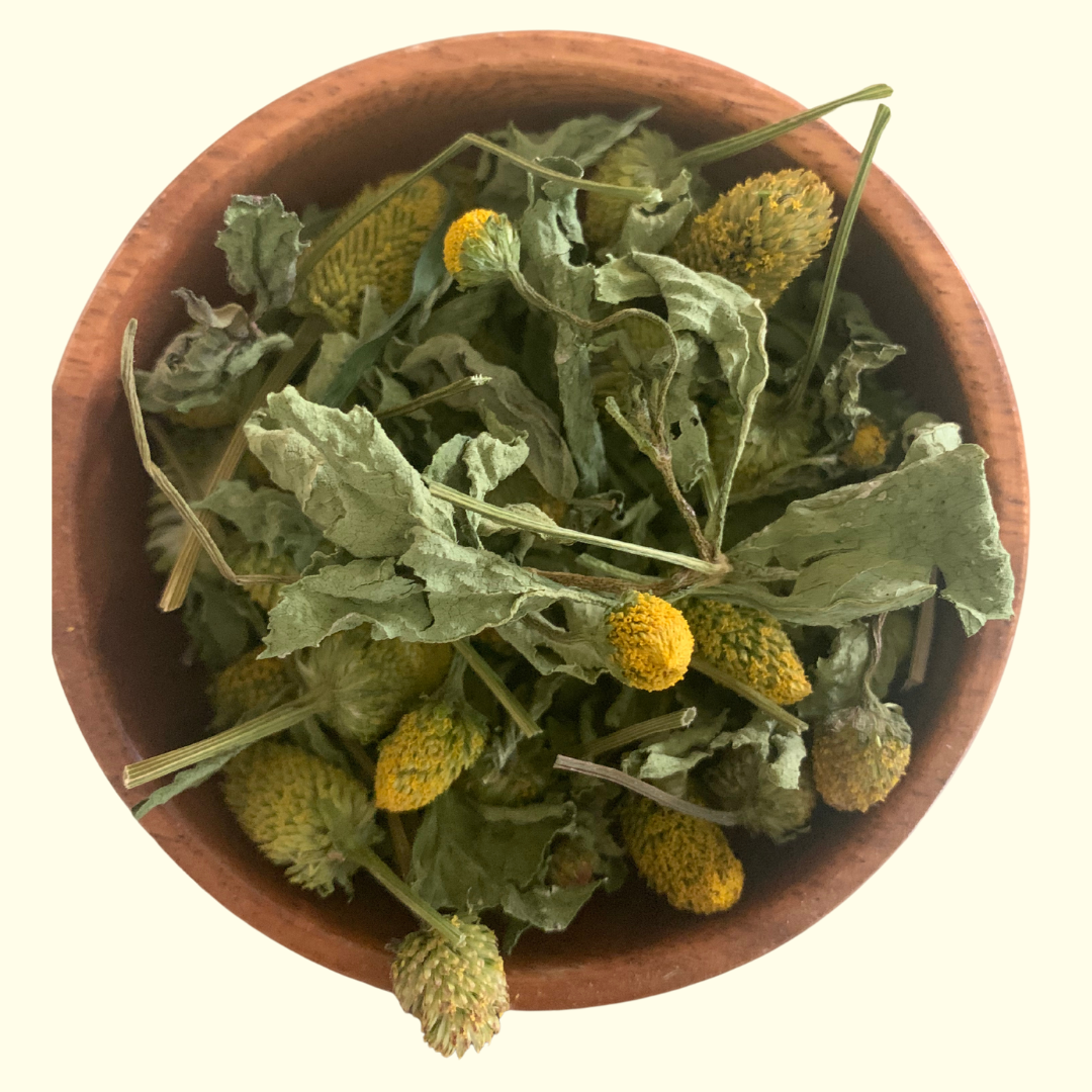 Spilanthes