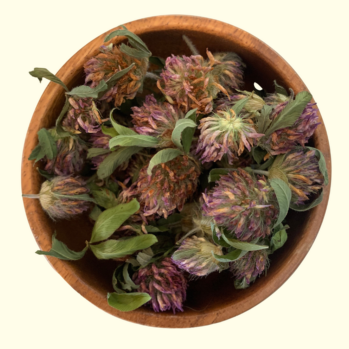 Red Clover