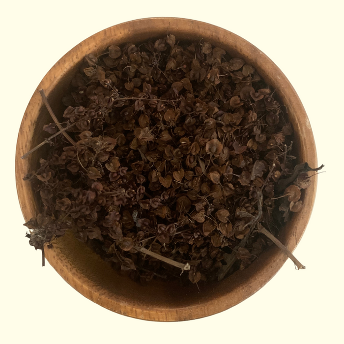 Yellow Dock Seed