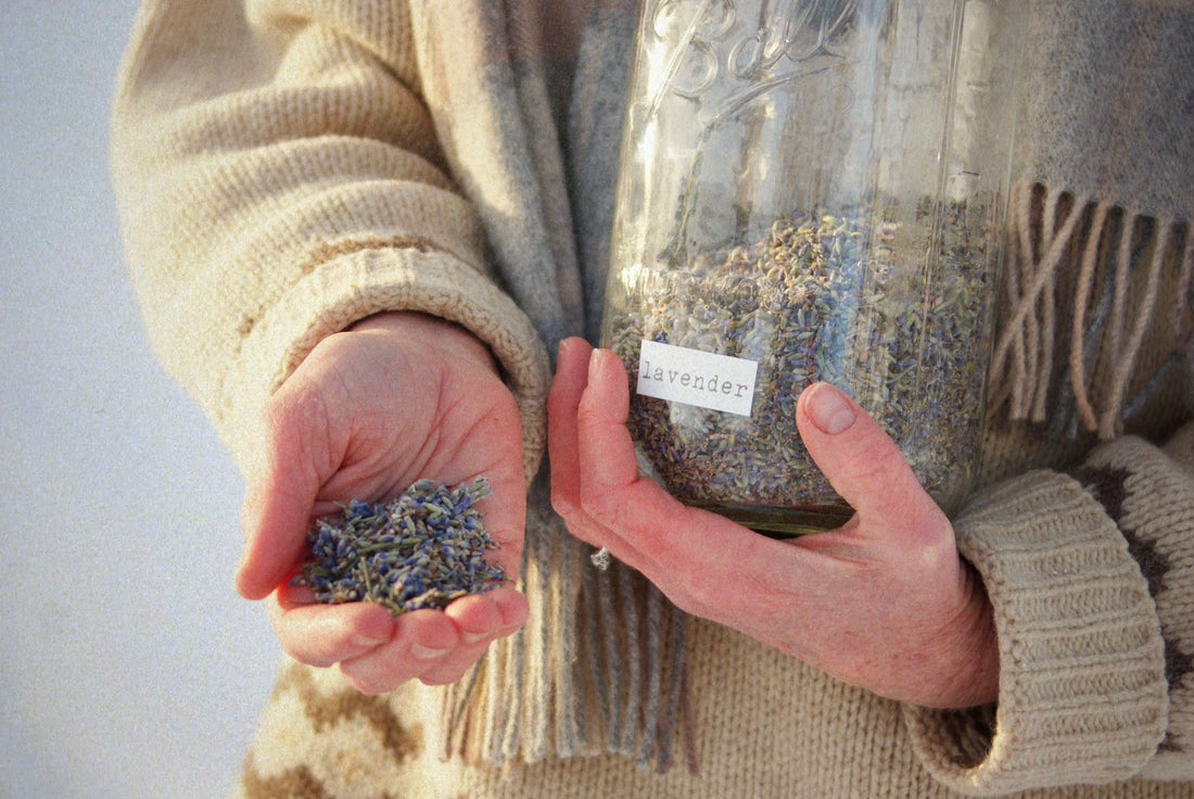 Lavender: Growing Calm in the Northern Garden