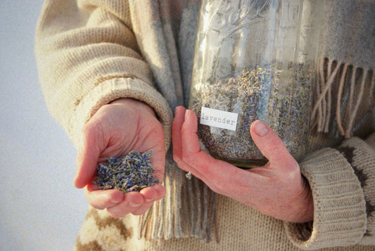 Lavender: Growing Calm in the Northern Garden