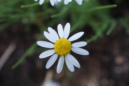 Apple Scented Calm - Chamomile