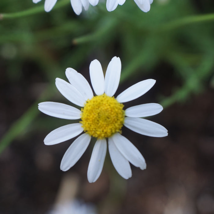 Apple Scented Calm - Chamomile