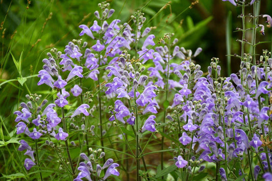 Skullcap: An Ally for the Migraine Epidemic