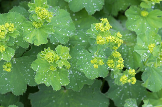 Lady’s Mantle: A Companion Plant for Orchard and Cycle