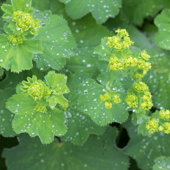 Lady’s Mantle: A Companion Plant for Orchard and Cycle