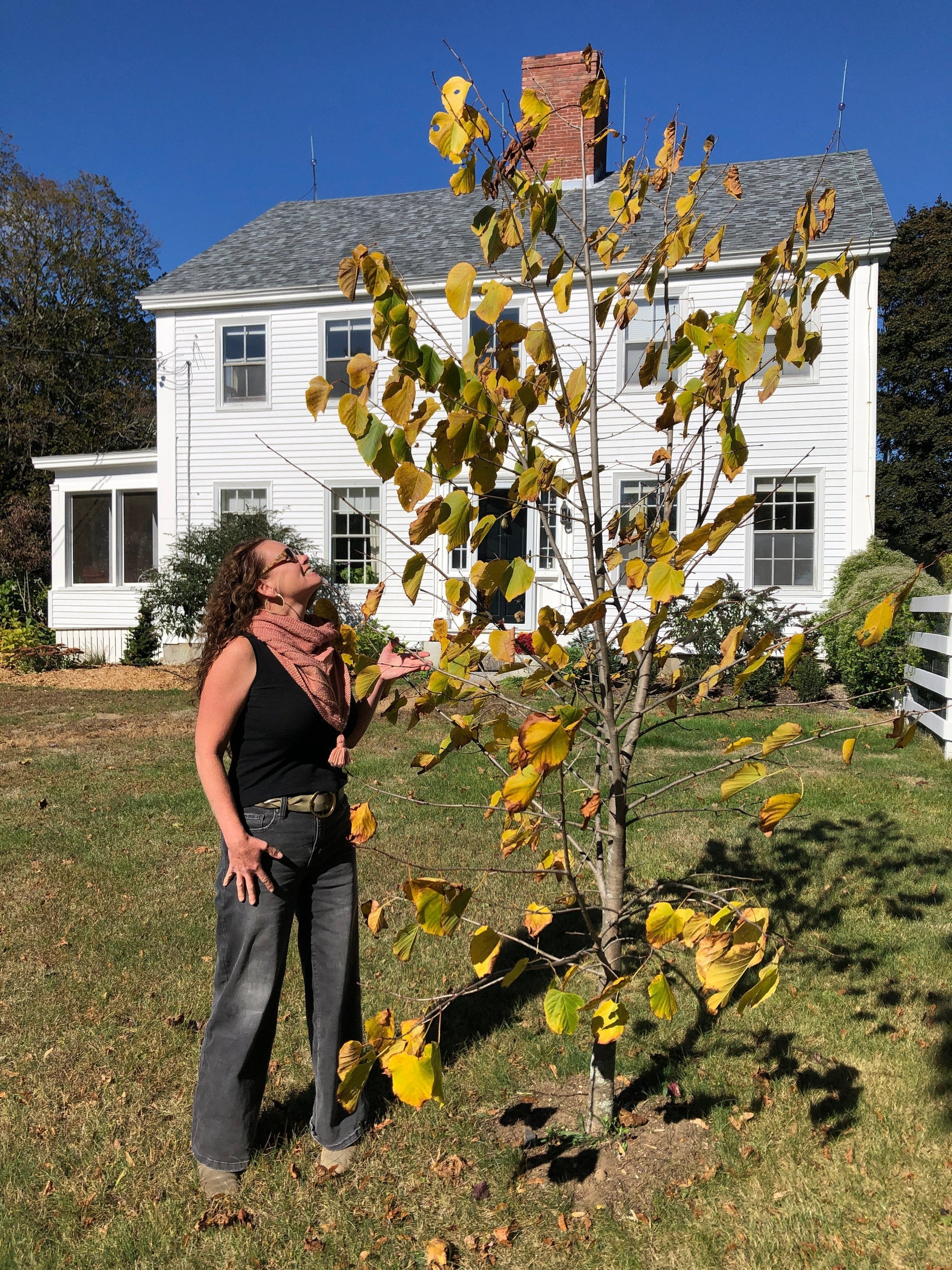 Linden (Tilia spp.): A Tree of Calm and Connection