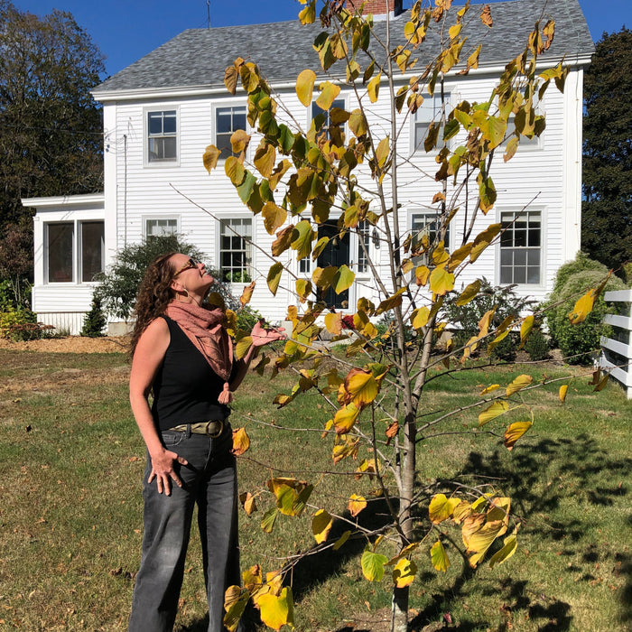 Linden (Tilia spp.): A Tree of Calm and Connection