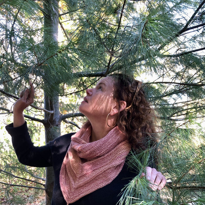 The Quiet Medicine of White Pine