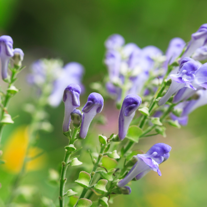 Exploring the many varieties of Skullcap