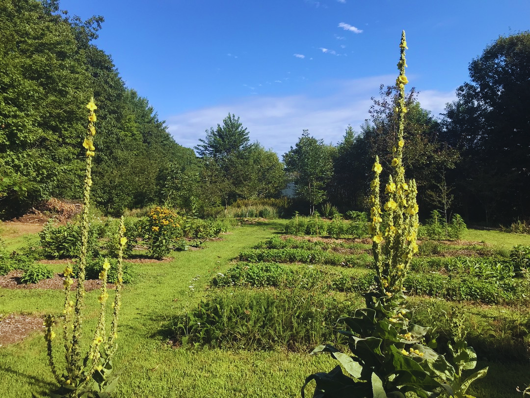 How to Choose the Right Herbs for Your Farm
