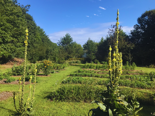 How to Choose the Right Herbs for Your Farm