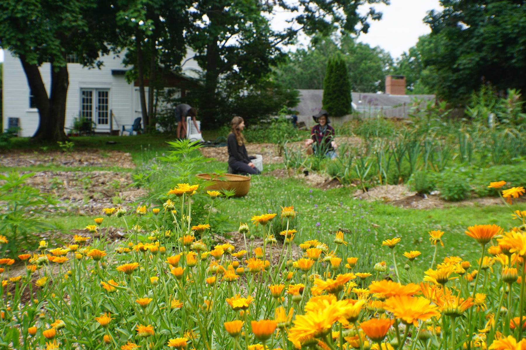 Strategies for Marketing and Selling Herbs