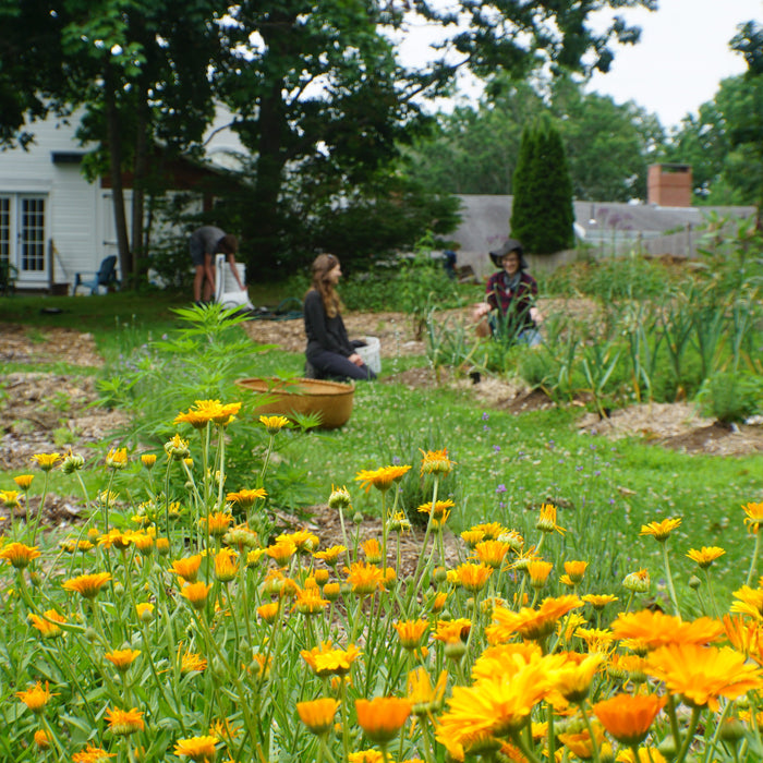 Strategies for Marketing and Selling Herbs