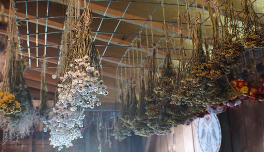 Setting Up a Successful Herb Dry Room